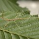 Cuniculina imbriga (Phasme-bâton du Vietnam)