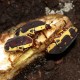 Pachnoda sinuata (Cétoine noire et jaune d'Afrique du sud)