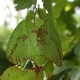 Phyllium giganteum (Phyllie géante de Malaisie)