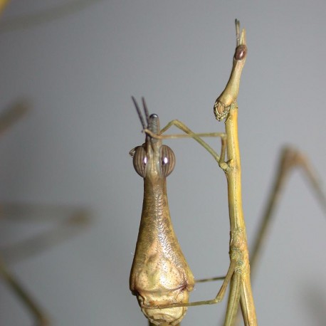 Proscopia luteomaculata (Criquet-bâton à taches jaunes)
