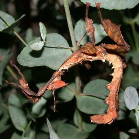 Ectatosoma tiaratum (Phasme à tiare)