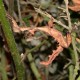 Ectatosoma tiaratum (Phasme à tiare)