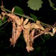 Ectatosoma tiaratum (Phasme à tiare)