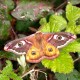 Saturnia pavonia (Papillon Petit Paon-de-nuit)