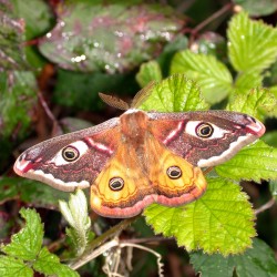 Saturnia pavonia (Papillon Petit Paon-de-nuit)
