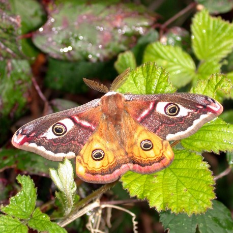 Saturnia pavonia (Papillon Petit Paon-de-nuit)