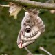 Saturnia pavonia (Papillon Petit Paon-de-nuit)