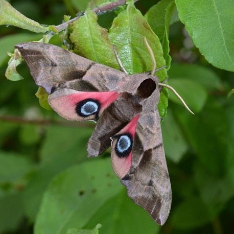 Smerinthus ocellatus