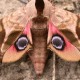 Smerinthus ocellatus