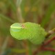 Smerinthus ocellatus