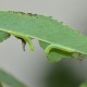 Smerinthus ocellatus