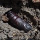 Smerinthus ocellatus