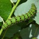 Saturnia pavonia (Papillon Petit Paon-de-nuit)