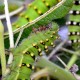 Saturnia pavonia (Papillon Petit Paon-de-nuit)